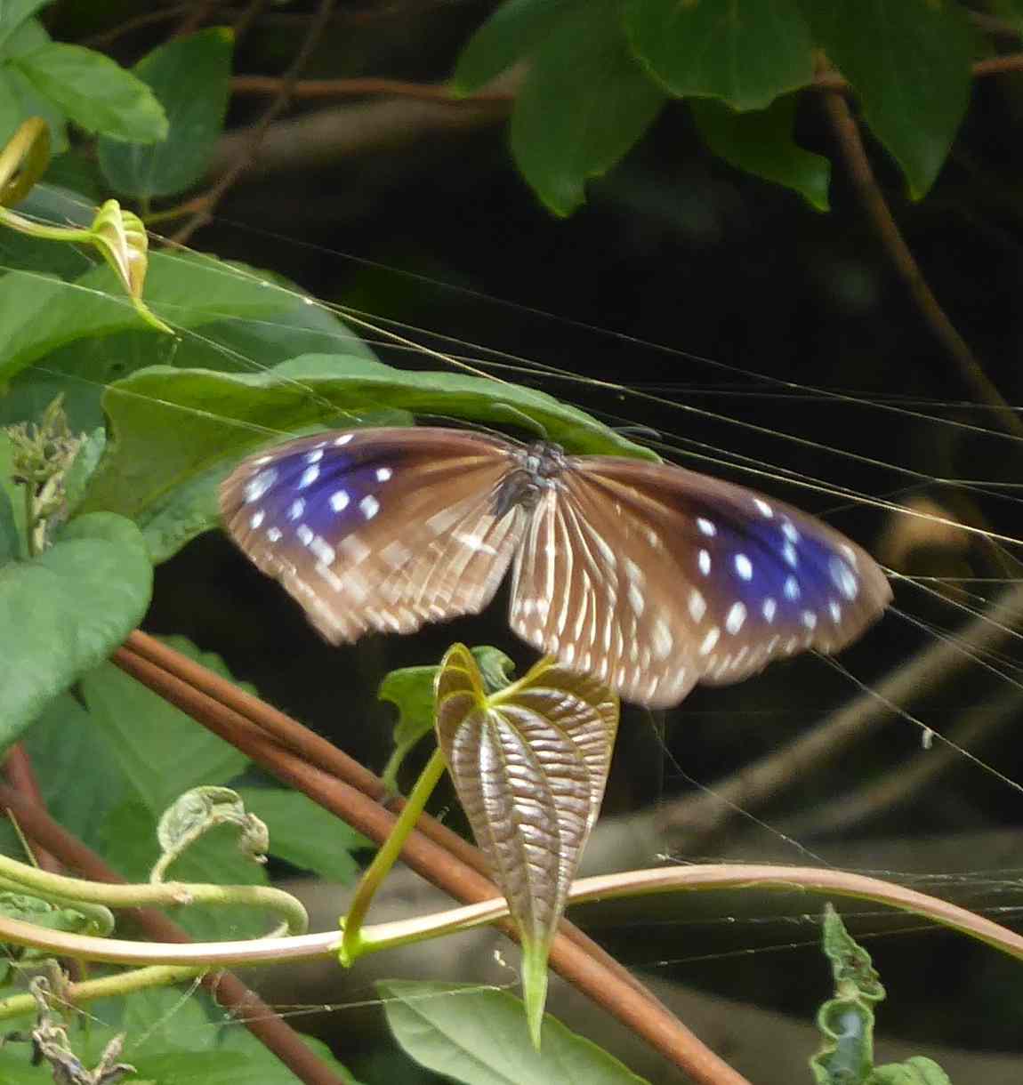 Euploea mulciber barsine Euploea mulciber barsine